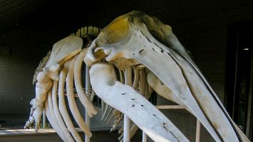 photo of a whale skeleton